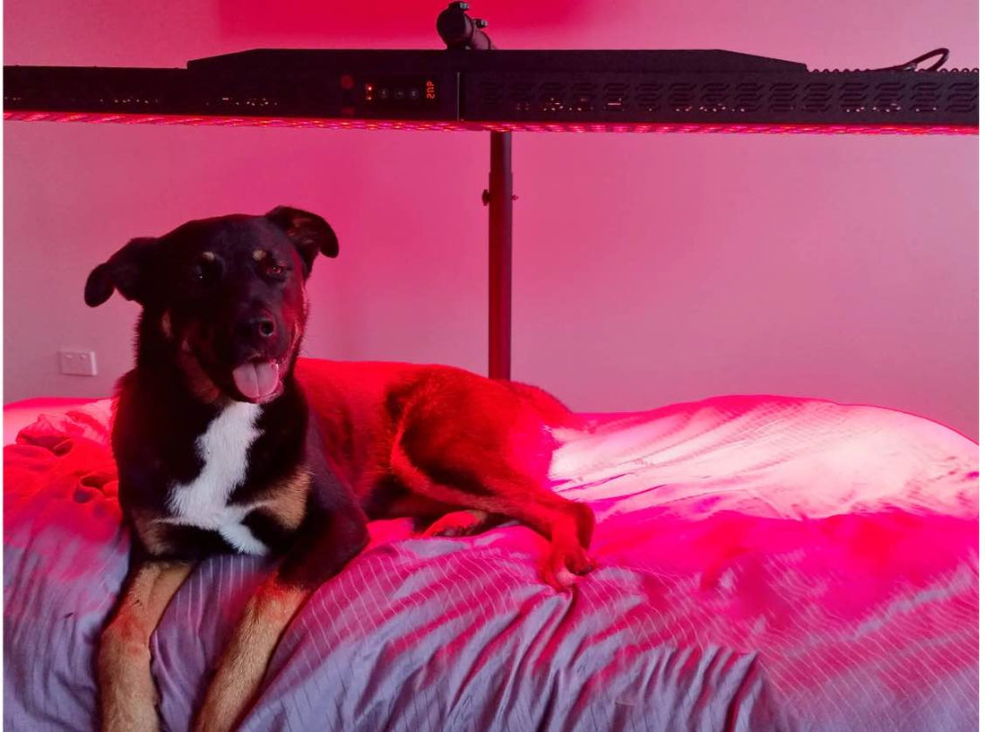 Does Red Light Therapy Benefit Pets and Animals?